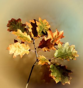 leaves, foliage, plant